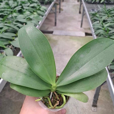 178848775690-Phal.%20Yaphon%20Green%20Batman%20%C3%97%20Micaels%20Tourmaline%20%E6%A4%8D%E6%A0%AA2.5''1.jpg