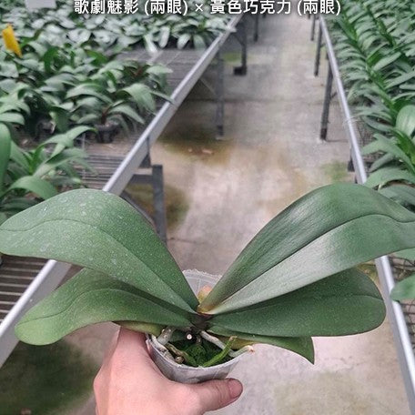 178848804536-Phal.%20Miki%20Opera%20(2%20eyes)%20%C3%97%20KS%20Balm%20'Yellow%20Chocolate'%20(2%20eyes)%20%E6%A4%8D%E6%A0%AA2.5''1.jpg