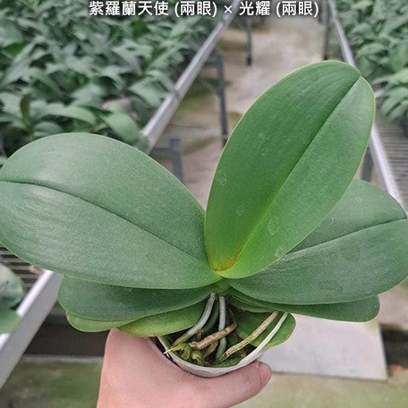 178848905362-Phal.%20I-Hsin%20Violet%20Angel%20(peloric)%20%C3%97%20I-Hsin%20Beaming%20Sun%20(peloric)%20%E7%B4%AB%E7%BE%85%E8%98%AD%E5%A4%A9%E4%BD%BF%20(%E5%85%A9%E7%9C%BC)%20%C3%97%20%E5%85%89%E8%80%80%20(%E5%85%A9%E7%9C%BC)%20%E6%A4%8D%E6%A0%AA2.5''1.jpg