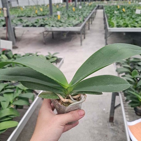 178849003330-Phal.%20Yaphon%20Perbalm%20'3%20lips'%20%C3%97%20(Brother%20Sara%20Gold%20%C3%97%20Sun%20Raise%20Red%20Proletariat)%E6%A4%8D%E6%A0%AA2.5''1.jpg