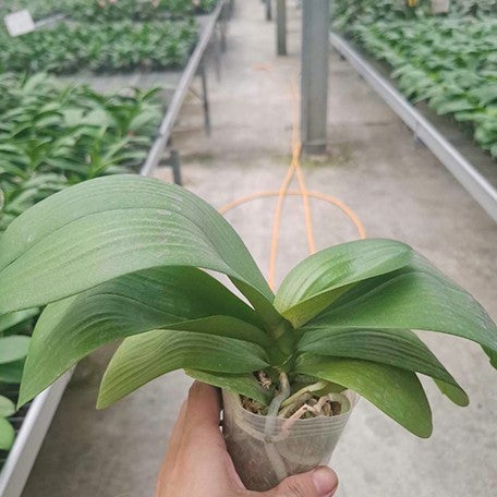 178849344454-Phal.%20Fangmei%20Black%20Piano%20%C3%97%20Yaphon%20Perfume%20'Yellow'%20%E6%A4%8D%E6%A0%AA2.5''1.jpg