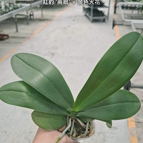 178850221353-Phal.%20Charming%20Leopard%20'2%20eyes'%20%C3%97%20Yaphon%20Green%20Batman%20%E7%B4%85%E8%B1%B9%20'%E5%85%A9%E7%9C%BC'%20%C3%97%20%E9%87%91%E8%89%B2%E7%81%AB%E8%8A%B1%20%E6%A4%8D%E6%A0%AA2.5''1.jpg