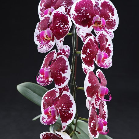 178850769813-Phal.%20Miki%20Snowman%20'MK17'%20SMTIOS%20%E8%8A%B11.jpg