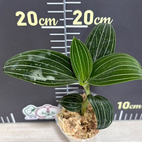 178874574458-Ludisia%20discolor%20var.%20alba%20%E6%A4%8D%E6%A0%AA2.5''3.jpg