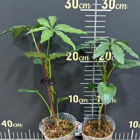 178902967074-Anthurium%20polyschistum%20%E6%A4%8D%E6%A0%AA2.5''1.jpg