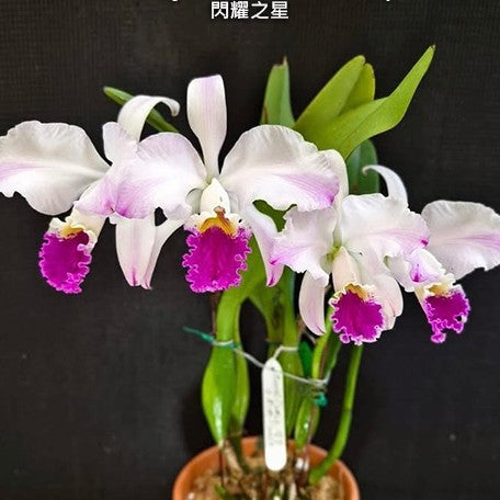 178911573415-C.%20mossiae%20f.%20semi-alba%20flamea%20'Shining%20Star'%20BMTOGA%20%C3%97%20self%20%20%E9%96%83%E8%80%80%E4%B9%8B%E6%98%9F%20%E8%8A%B12.jpg