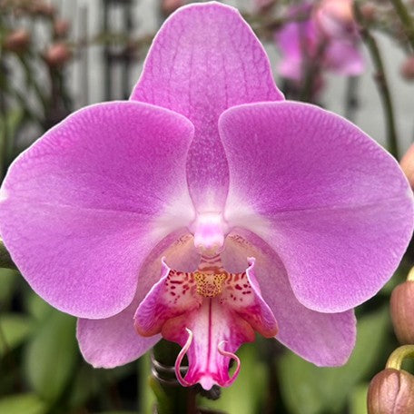 178962716243-Phal.%20Miki%20Super%20Robin%20'Romance'%20%E8%8A%B11.jpg