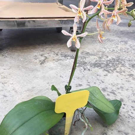 179005749995-Phal.%20Jiaho's%20Pink%20Girl%20'3294'%20%C3%97%20Mannii%20'Black'%20%E8%8A%B11.jpg