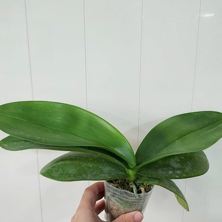 179005772496-Phal.%20Jiaho's%20Pink%20Girl%20'3294'%20%C3%97%20Mannii%20'Black'%20%E6%A4%8D%E6%A0%AA2.5''1.jpg