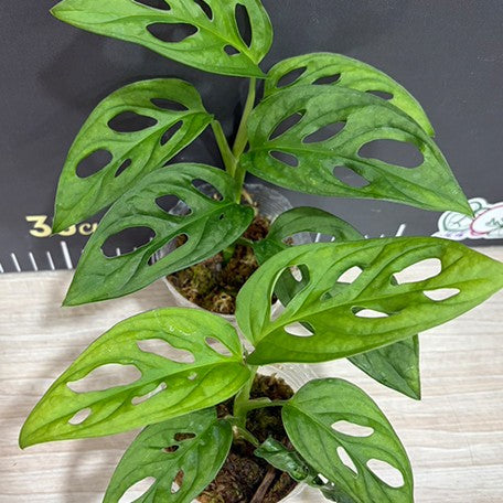 179015195721-Monstera%20adansonii%20%E6%A4%8D%E6%A0%AA2.5''1.jpg