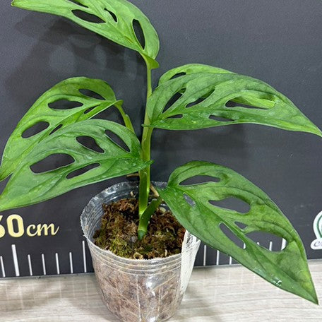 179015195788-Monstera%20adansonii%20%E6%A4%8D%E6%A0%AA2.5''2.jpg