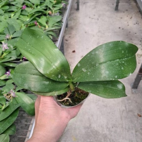 179064232197-Phal.%20Samera%20'Blue%20Whale'%20%C3%97%20Miki%20Rose%20Vincent%20'3294'%20%E6%B2%99%E7%BE%8E%E5%A8%9C%20'%E8%97%8D%E9%AF%A8'%20%C3%97%20%E7%8E%AB%E7%91%B0%E6%96%87%E6%A3%AE%20'3294'%20%E6%A4%8D%E6%A0%AA2.5''.jpg