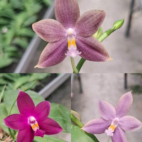 179064246274-Phal.%20Samera%20'Blue%20Whale'%20%C3%97%20Miki%20Rose%20Vincent%20'3294'%20%E6%B2%99%E7%BE%8E%E5%A8%9C%20'%E8%97%8D%E9%AF%A8'%20%C3%97%20%E7%8E%AB%E7%91%B0%E6%96%87%E6%A3%AE%20'3294'%20%E8%8A%B12.jpg