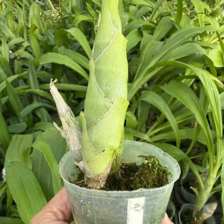179116789030-Monnierara%20Jumbo%20Delight%20%E6%A4%8D%E6%A0%AA2.5''1.jpg