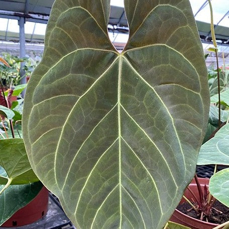 179144125614-Anthurium%20Pink%20Lemonade%20%C3%97%20Portillae%20%E7%B2%89%E7%B4%85%E6%AA%B8%E6%AA%AC%E6%B0%B4%E4%BA%A4%E6%88%B0%E9%AC%A5%E6%A9%9F%20%E8%8A%B12.jpg