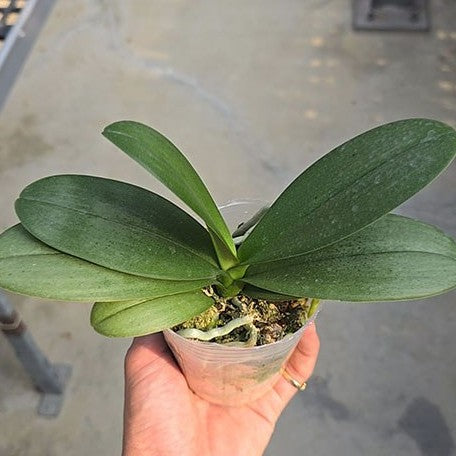 179246625518-Phal.%20Younghome%20Purple%20Baby%20'07122'%20%E6%A4%8D%E6%A0%AA3''1.jpg