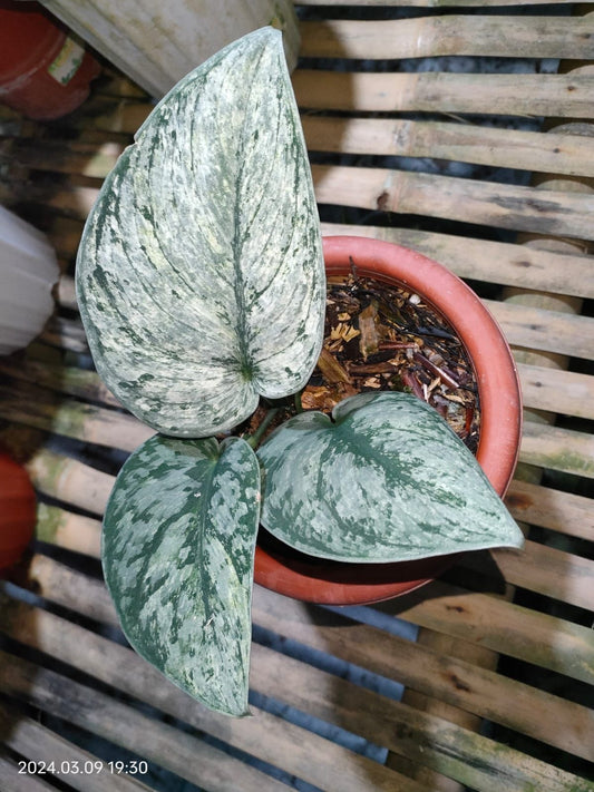 Scindapsus Exotica Hologram variegated Small 1-3 leaf