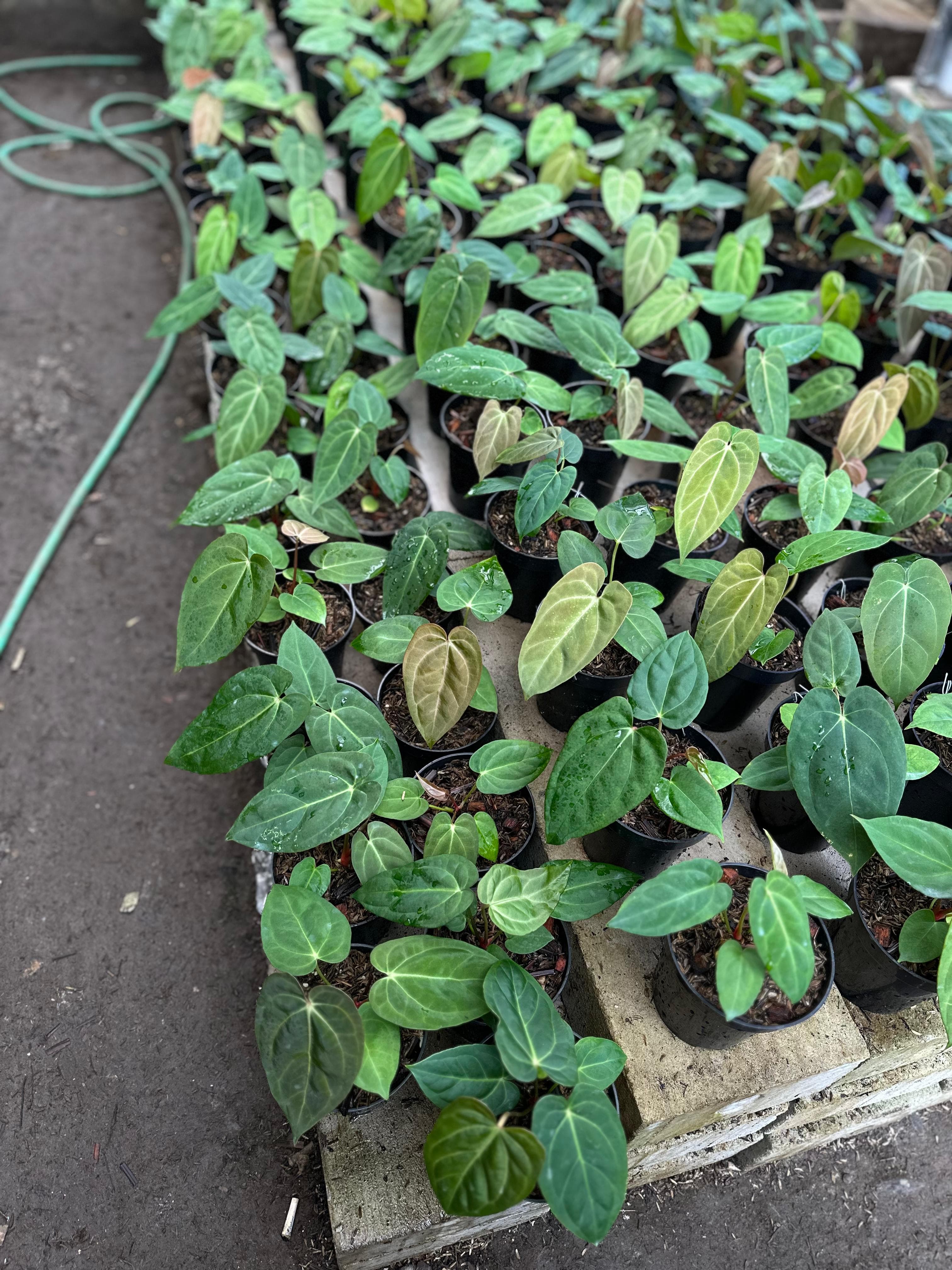Anthurium dressleri x Anthurium dressleri x