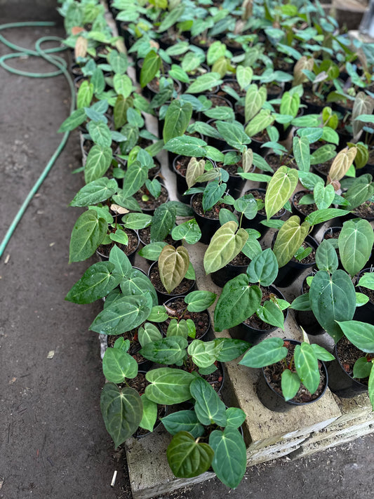 Anthurium dressleri x "Blue papillilaminum" *On Hand*