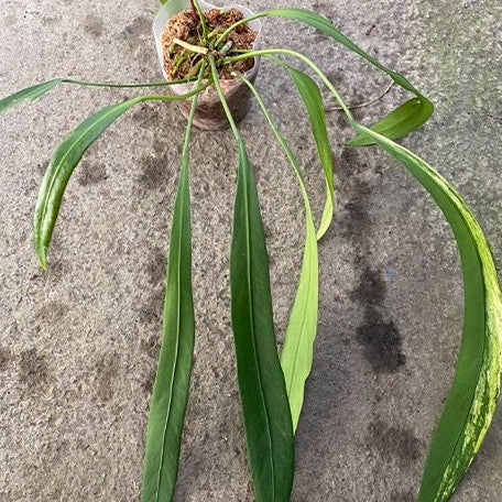 Anthurium vittariifolium (variegata) variegated XL