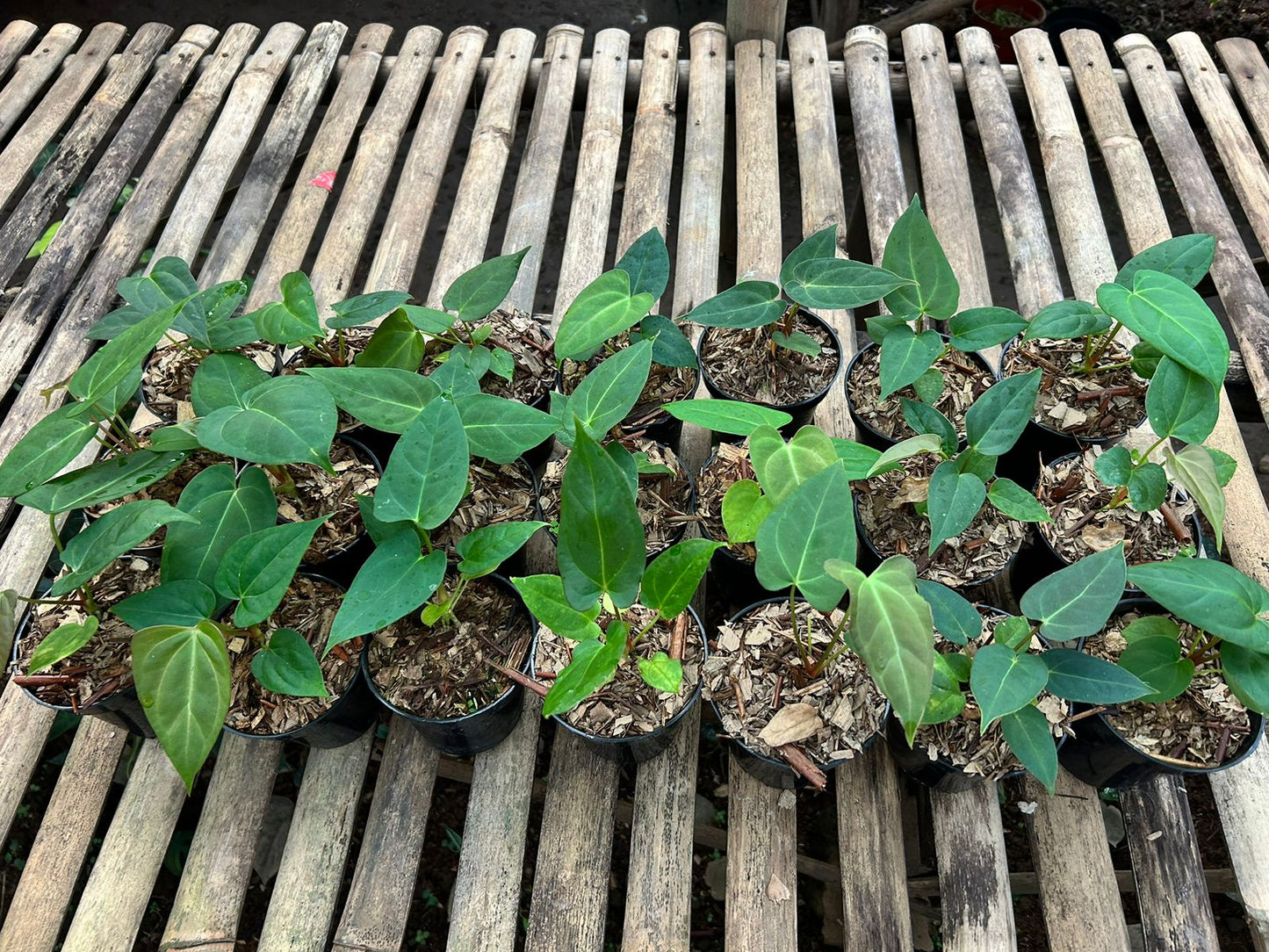 Anthurium papillilaminum