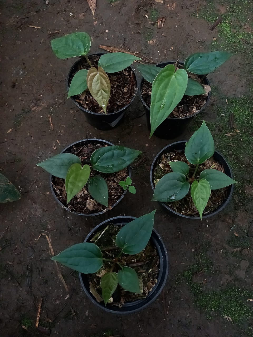 Anthurium papillilaminum "Red Stem" × "Luxurians"