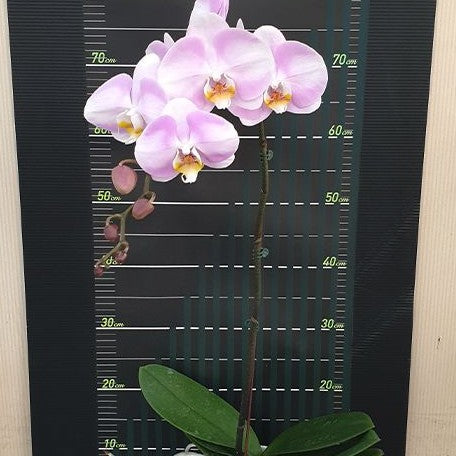 Phalaenopsis Star's Chanel 2.5"