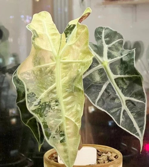 Alocasia – OrchidBox Wholesale