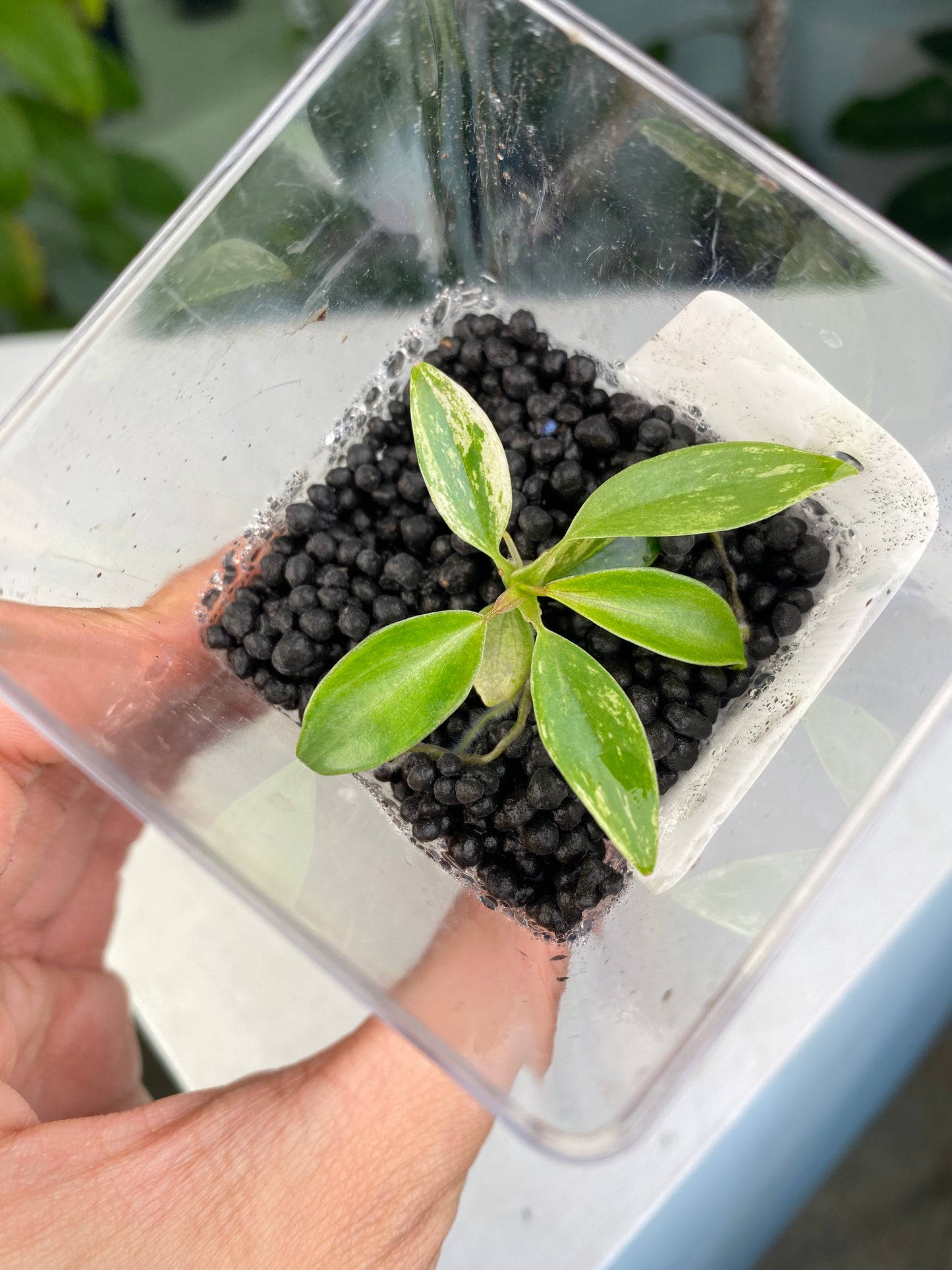 Philodendron joepii variegated TC plantlet