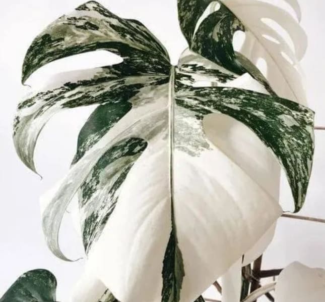 Monstera Borsigiana variegated premium TC Plantlet