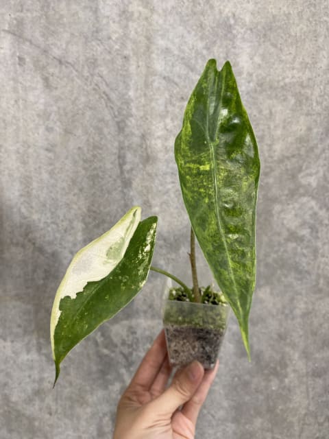 24af064f-fc0e-4dad-8f6b-02f42319c7f6.jpg