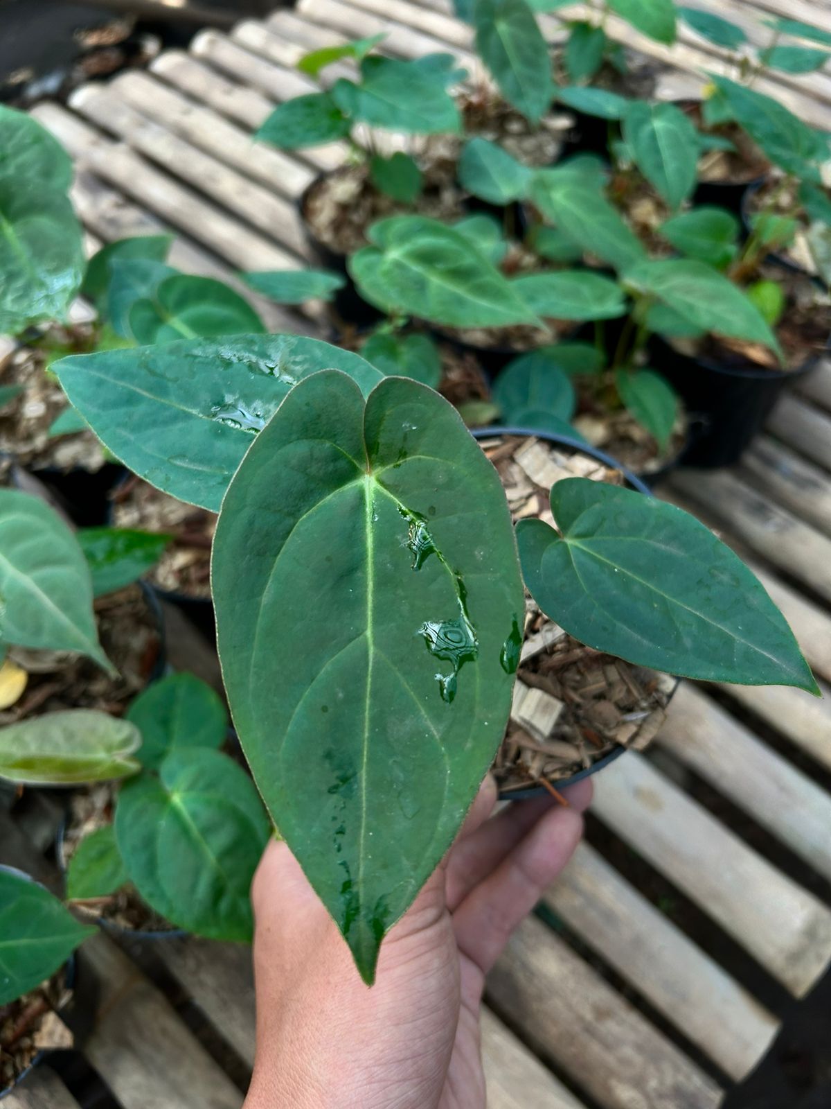 Anthurium "Ace Of Spades" *On Hand*