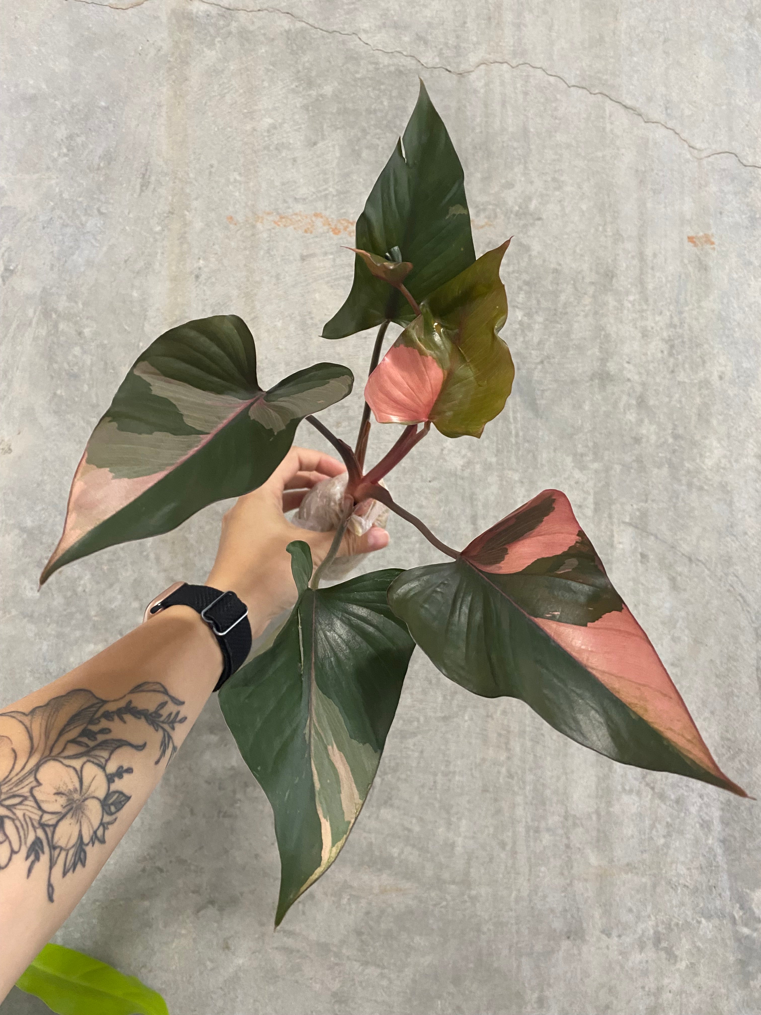 Homalomena 