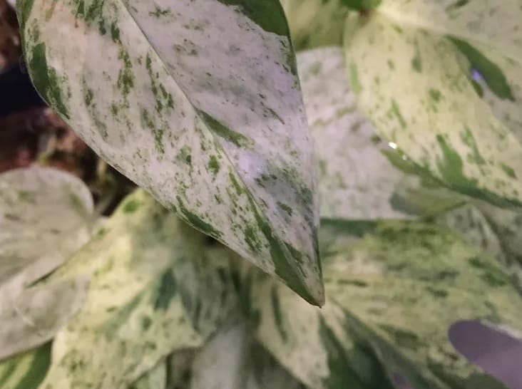 Epipremnum pinnatum "Marble" variegated TC Plantlet