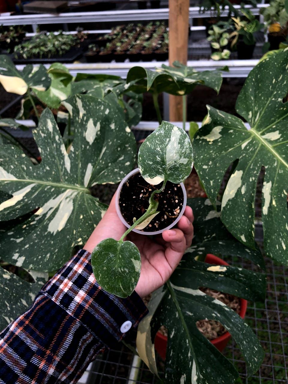 Monstera deliciosa "Thai Constellation" variegated SM-MD 2-3 Leaf