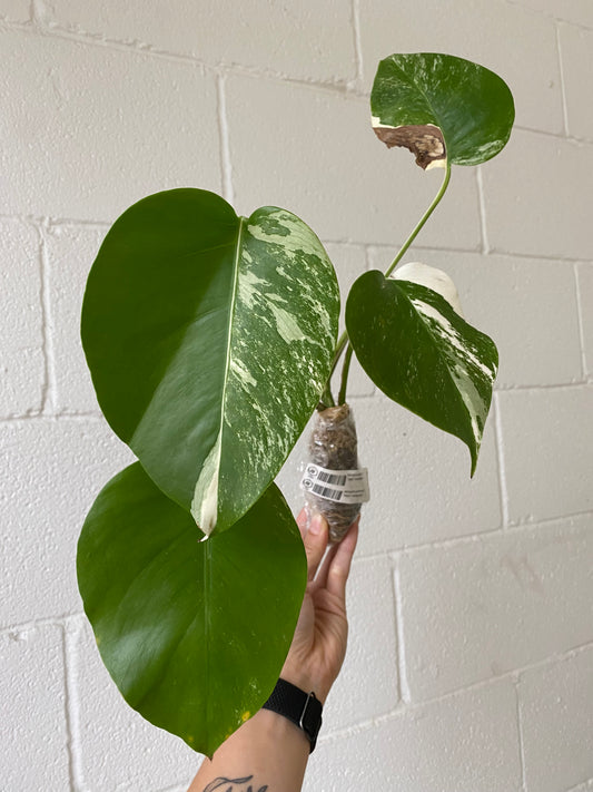 Monstera deliciosa "Albo" variegated SM-MD 2-3 leaves *On Hand*