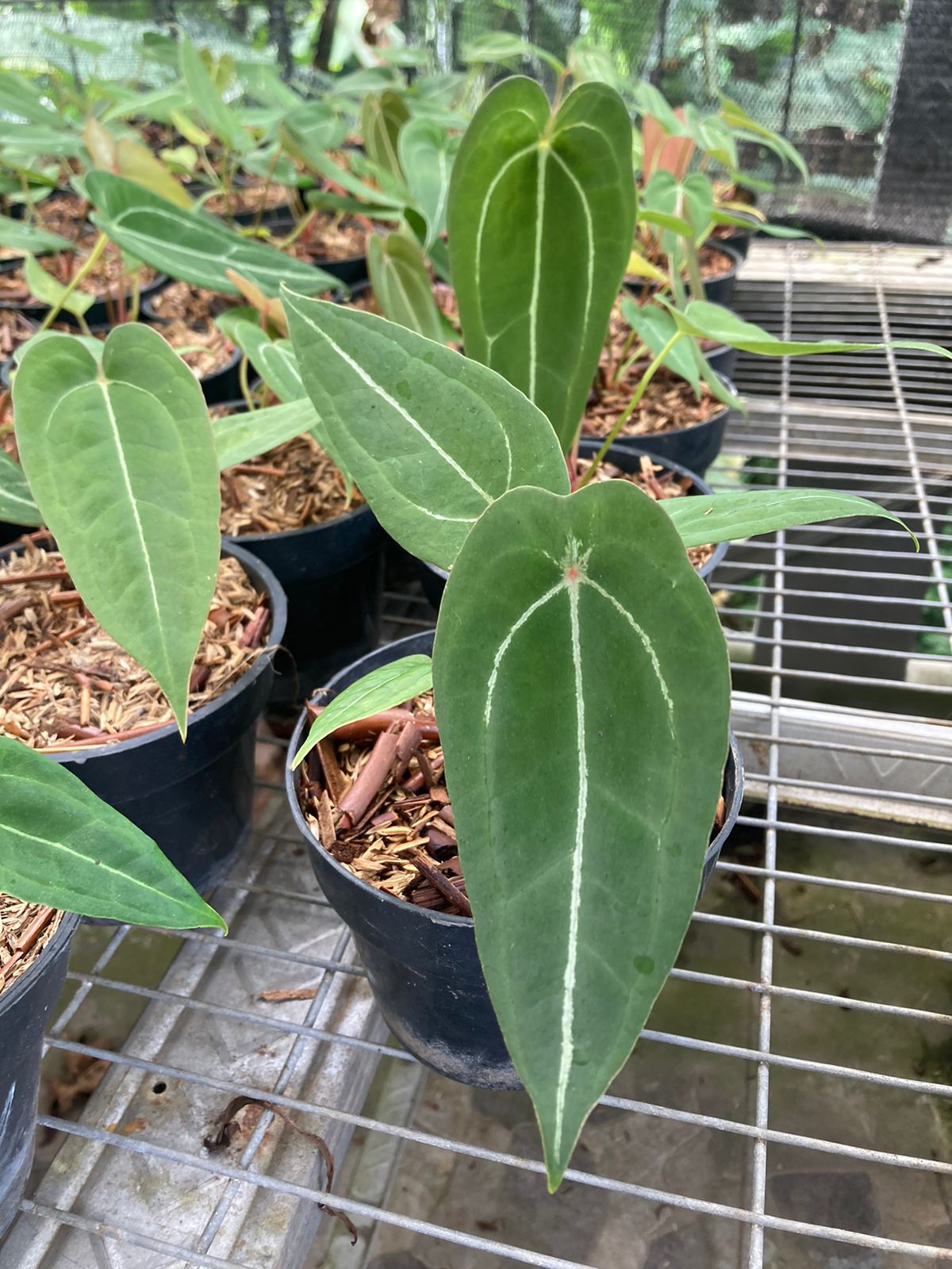 Anthurium "Red Spider"