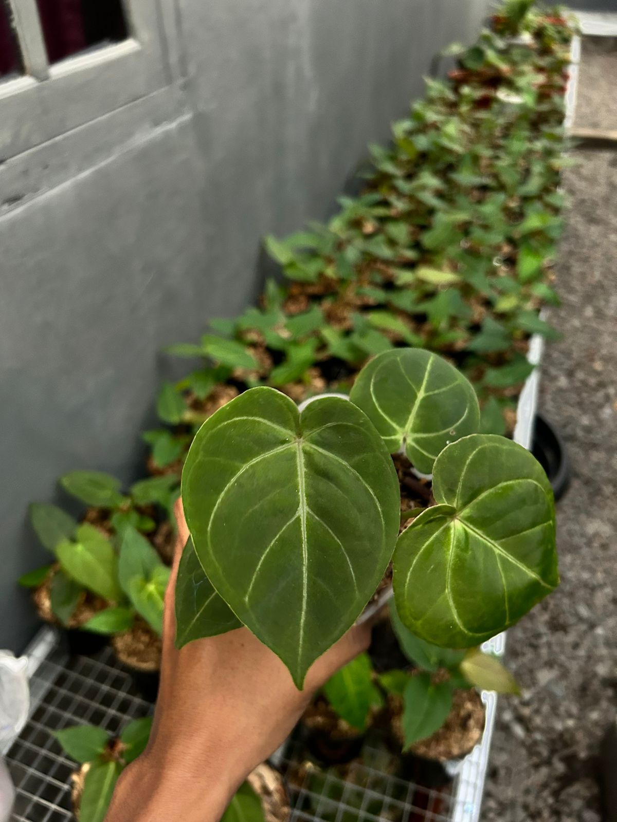 Anthurium hoffmannii pure