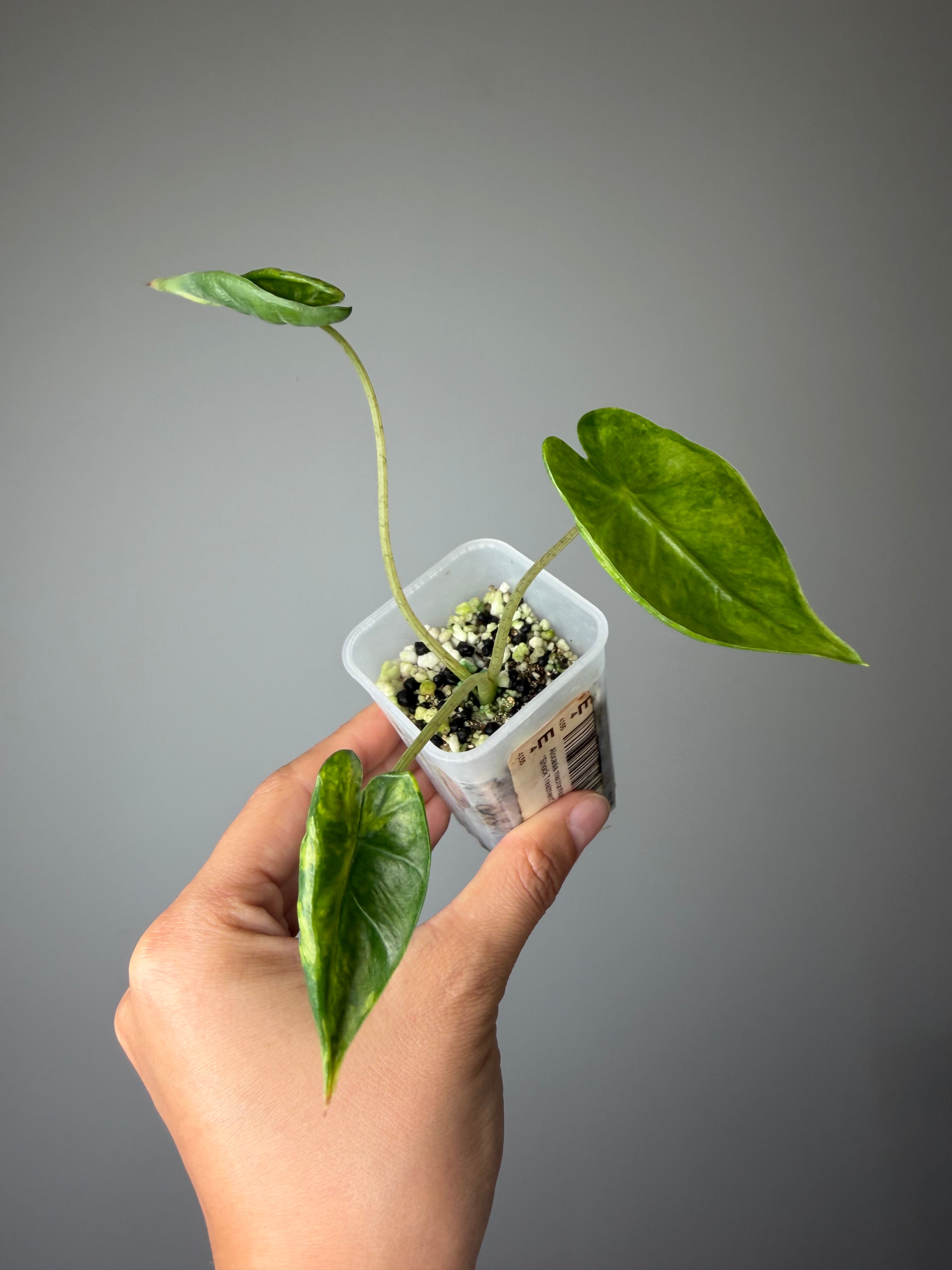 Alocasia macrorrhizos 