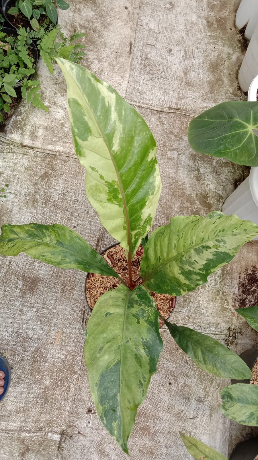 Anthurium hookeri variegated Medium