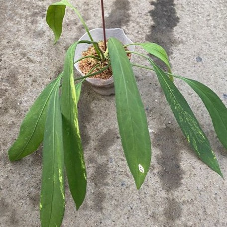 Anthurium vittariifolium (variegata) variegated XL