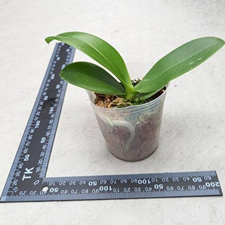 Phalaenopsis Fangmei Sweet (peloric 2 eyes) 2.5"