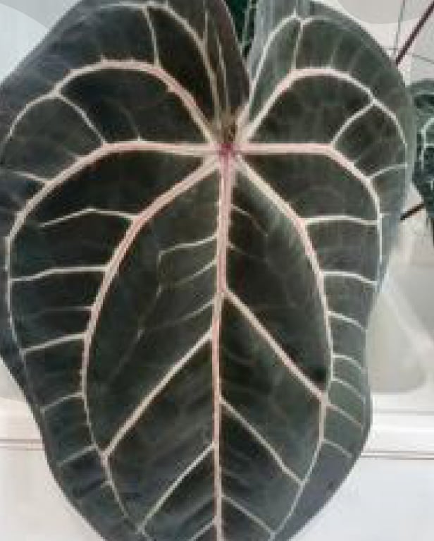 Anthurium 