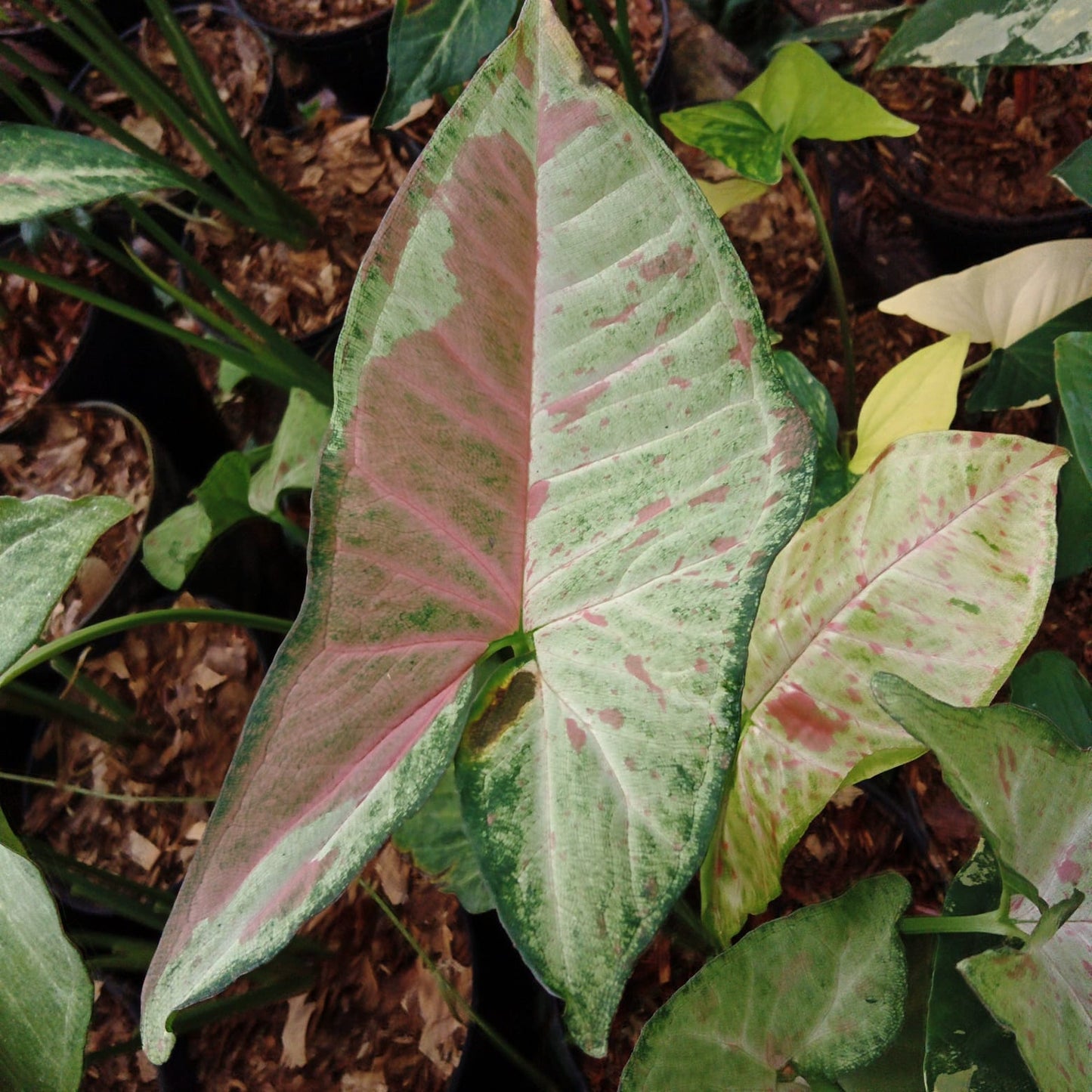 Syngonium "Milk Confetti Tri Color"