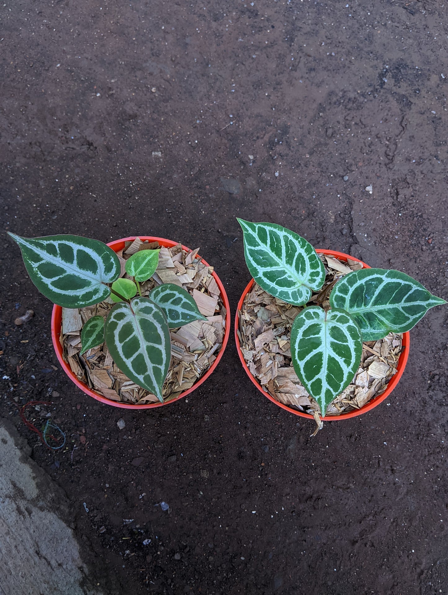 Anthurium "Silver Blush" x ("King of Spades" x "Red Crystalinum")