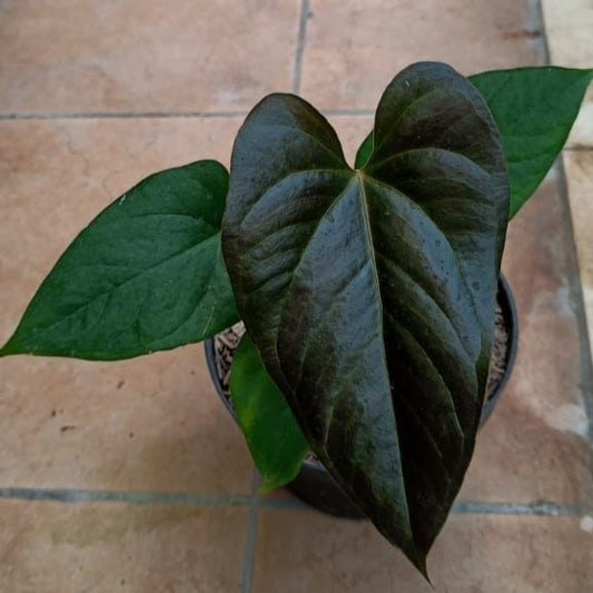 Anthurium "Queen Of Hearts" MD-LG