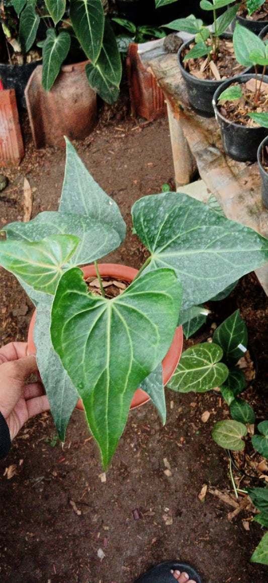 Anthurium clarinervium variant