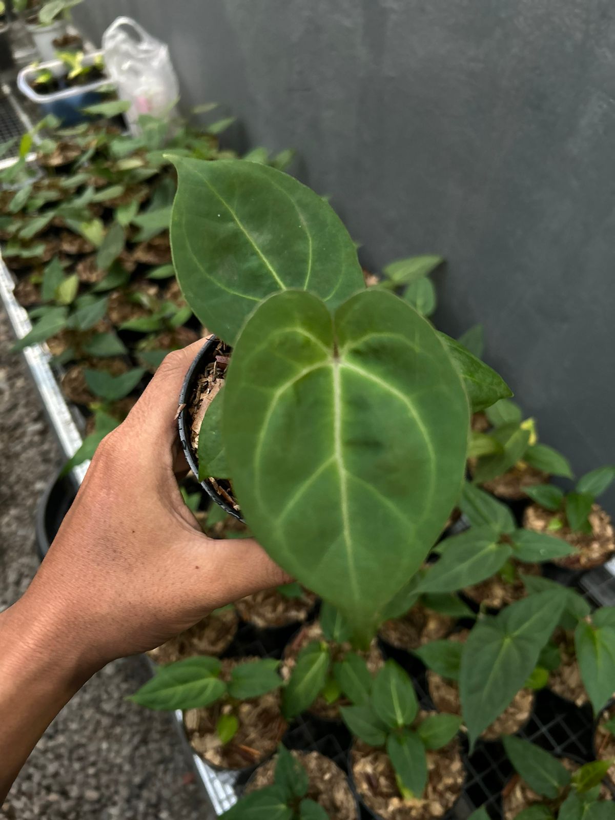 Anthurium hoffmannii pure