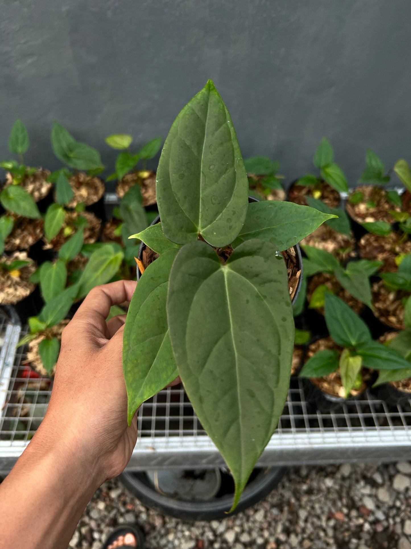 Anthurium papillilamium "Fort Sherman" × papillilamium "Legends"