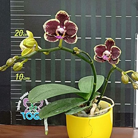 Phalaenopsis (Lioulin Amber × OX Red Lion) '582' 2.5"